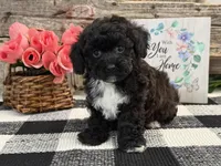 Mocha, a female Havapoo for sale in Shipshewana, IN – Photo 2 of 6