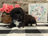 Mocha, a female Havapoo for sale in Shipshewana, IN – Photo 1 of 6