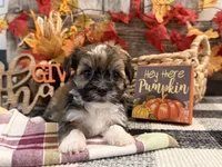 Rythmn, a female Havanese for sale in Shipshewana, IN – 2 of 6