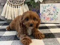Penn, a male Cavalier King Charles Spaniel and Poodle - Toy  for sale in Shipshewana, IN – 4 of 6