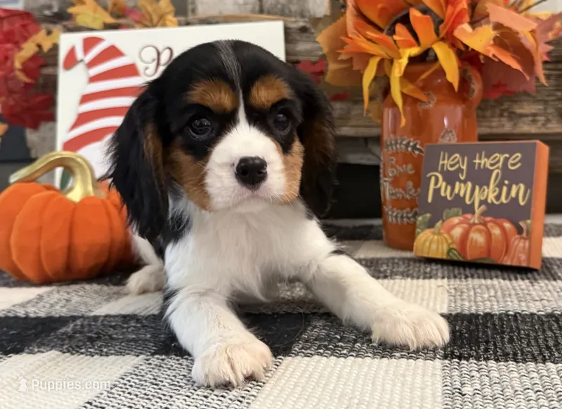 Jaycee – Cavalier King Charles Spaniel puppy for sale in Shipshewana, IN