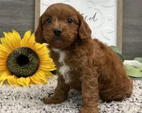 Phelps, a male Cavalier King Charles Spaniel and Poodle - Toy  for sale in Shipshewana, IN – 3 of 5