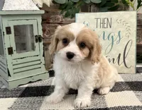 Dylan, a male Bichon Frise and Cavalier King Charles Spaniel for sale in Shipshewana, IN – 3 of 6