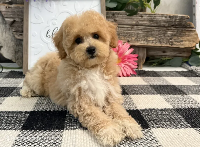 Veda – Bichon Frise, Poodle - Toy  puppy for sale in Shipshewana, IN