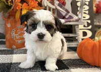 Rawlings, a male Havanese for sale in Shipshewana, IN – 3 of 6
