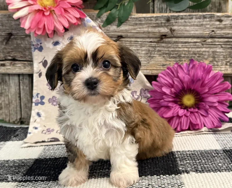 Haelynn – Havanese puppy for sale in Shipshewana, IN