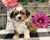 Haelynn, a female Havanese for sale in Shipshewana, IN – 1 of 6