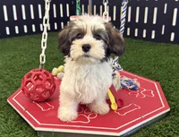 Remington, a male Havanese for sale in Shipshewana, IN – 5 of 7