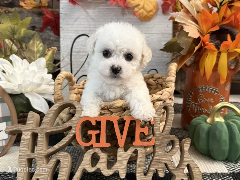 Darcy – Bichon Frise puppy for sale in Shipshewana, IN