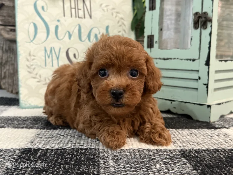 Beacon – Poodle - Toy  puppy for sale in Shipshewana, IN