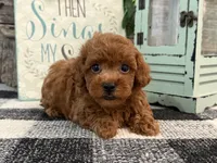 Beacon, a male Poodle - Toy  for sale in Shipshewana, IN – 1 of 6