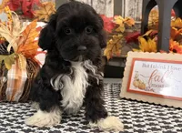 Lando, a male Havanese and Poodle - Toy  for sale in Shipshewana, IN – 4 of 6