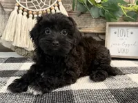 Bryce, a male Havanese and Poodle - Miniature  for sale in Shipshewana, IN – 3 of 6