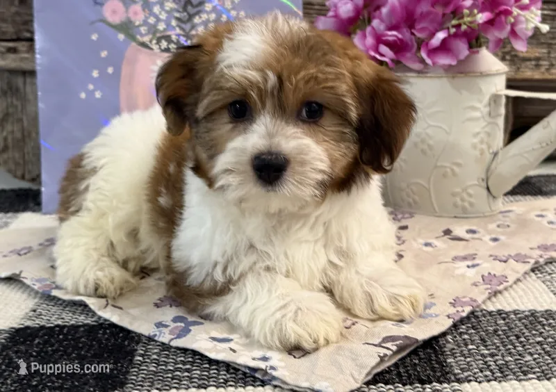 Callie – Havanese puppy for sale in Shipshewana, IN