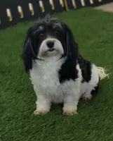 Raider, a male Havanese for sale in Shipshewana, IN – 6 of 6