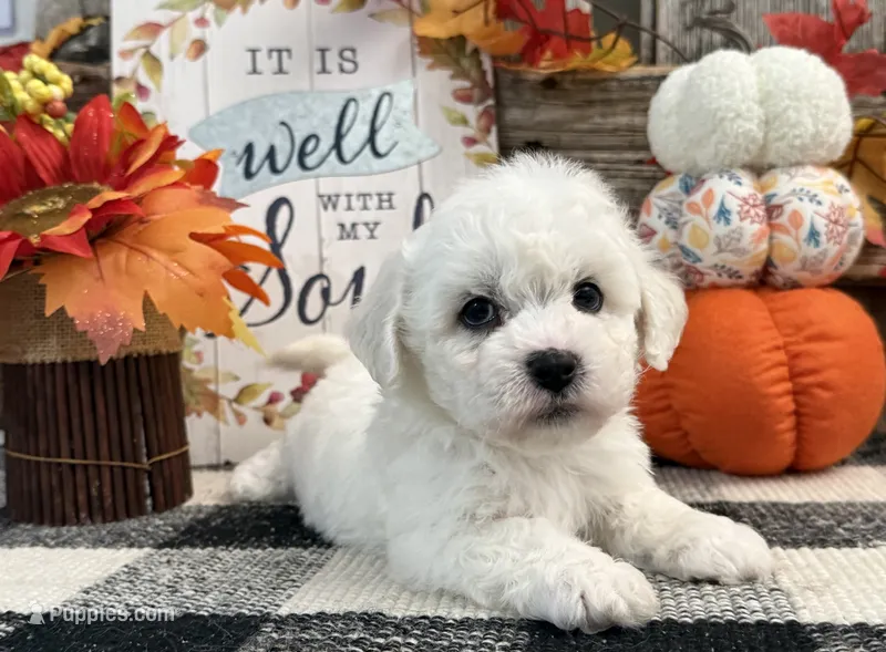 Denim – Bichon Frise puppy for sale in Shipshewana, IN