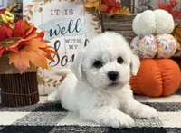 Denim, a male Bichon Frise for sale in Shipshewana, IN – 1 of 6