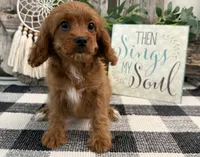 Nala, a female Cavalier King Charles Spaniel and Poodle - Miniature  for sale in Shipshewana, IN – 3 of 6