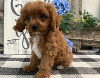 Nolan, a male Cavalier King Charles Spaniel and Poodle - Miniature  for sale in Shipshewana, IN – 3 of 5