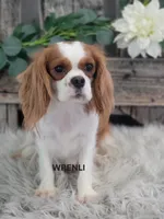Wrenli, a female Cavalier King Charles Spaniel for sale in Shipshewana, IN – 1 of 6