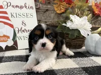 Jennings, a male Cavalier King Charles Spaniel for sale in Shipshewana, IN – 2 of 6