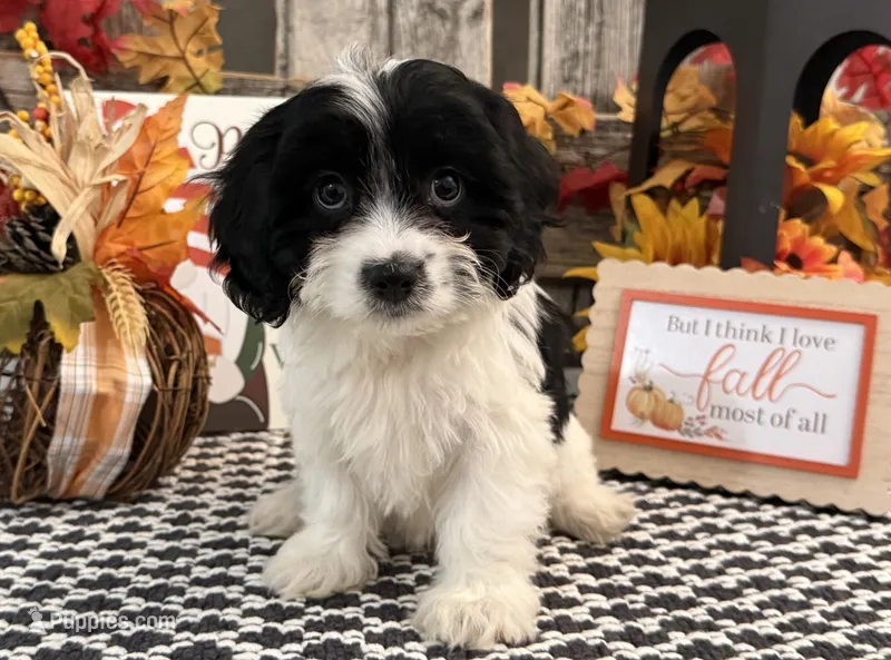 Nica – Bichon Frise, Cavalier King Charles Spaniel puppy for sale in Shipshewana, IN