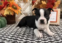 Gretel, a female Boston Terrier for sale in Shipshewana, IN – 4 of 7