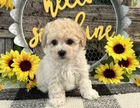 Griffith, a male Bichon Frise and Poodle - Toy  for sale in Shipshewana, IN – 4 of 6
