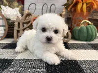 Darcy, a female Bichon Frise for sale in Shipshewana, IN – 3 of 6