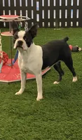 Gemma, a female Boston Terrier for sale in Shipshewana, IN – 6 of 7