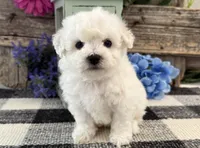 Thatcher, a male Bichon Frise for sale in Shipshewana, IN – 3 of 6