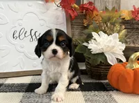 Julian, a male Cavalier King Charles Spaniel for sale in Shipshewana, IN – 2 of 6