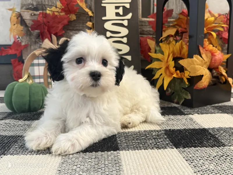 Rayna – Havanese puppy for sale in Shipshewana, IN