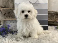 Rhett, a male Bichon Frise for sale in Shipshewana, IN – Photo 2 of 4