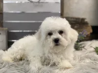 Rhett, a male Bichon Frise for sale in Shipshewana, IN – Photo 3 of 4