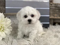 processed/4c77ce04-4a20-4d18-9609-4c5ac81fbcb1/listing/c1928878-70e3-4de5-87ce-032a930cb15e/7684552a-7c20-4f20-8c8b-2a33386b7cdd