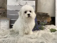 Rhett, a male Bichon Frise for sale in Shipshewana, IN – Photo 4 of 4