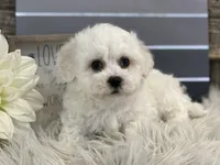 processed/4c77ce04-4a20-4d18-9609-4c5ac81fbcb1/listing/c1928878-70e3-4de5-87ce-032a930cb15e/9d31b454-0b60-4cc4-8a70-fa95c24f7f0e