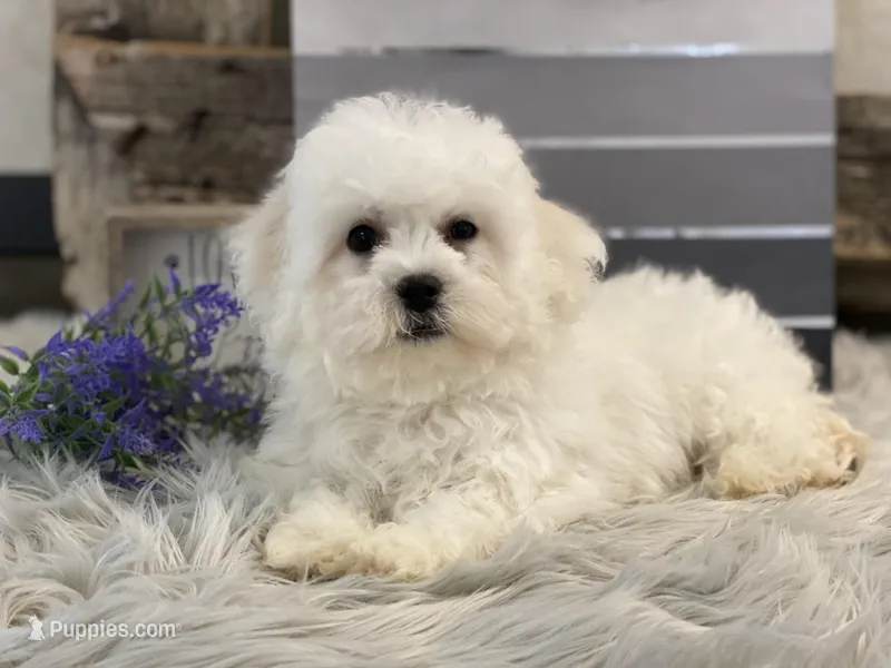 Rhett – Bichon Frise puppy for sale in Shipshewana, IN