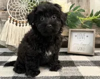 Bryce, a male Havanese and Poodle - Miniature  for sale in Shipshewana, IN – 2 of 6