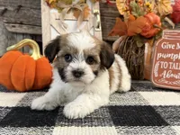 Rylee, a female Havanese for sale in Shipshewana, IN – 2 of 6