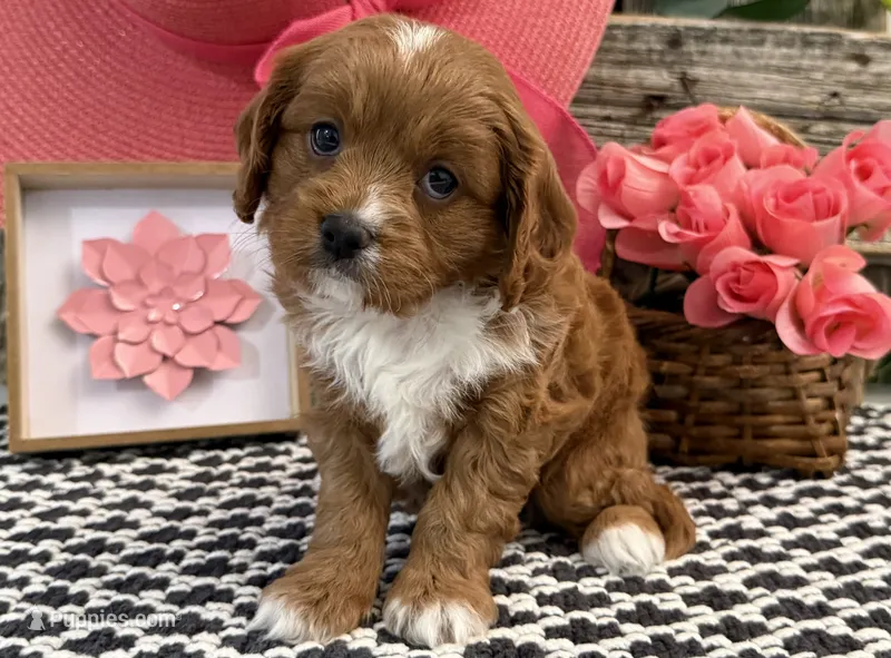 Portland – Cavalier King Charles Spaniel, Poodle - Toy  puppy for sale in Shipshewana, IN