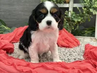 Olympia, a female Cavalier King Charles Spaniel for sale in Shipshewana, IN – Photo 4 of 4