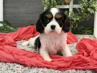 Olympia, a female Cavalier King Charles Spaniel for sale in Shipshewana, IN – Photo 1 of 4
