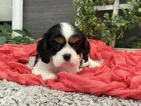 Olympia, a female Cavalier King Charles Spaniel for sale in Shipshewana, IN – Photo 3 of 4