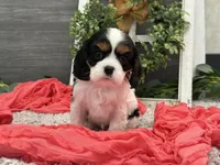 Olympia, a female Cavalier King Charles Spaniel for sale in Shipshewana, IN – Photo 2 of 4