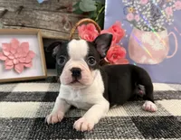 Arabella, a female Boston Terrier for sale in Shipshewana, IN – 4 of 6