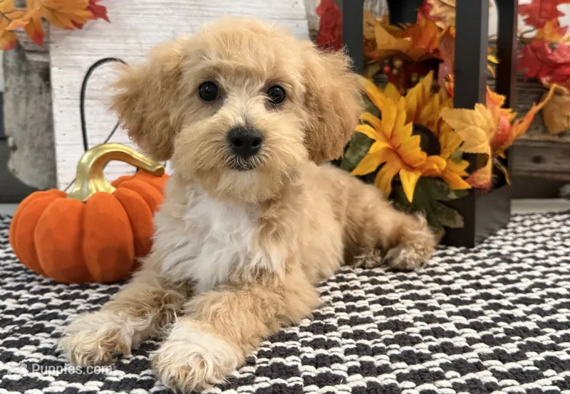 Veda – Bichon Frise, Poodle - Toy  puppy for sale in Shipshewana, IN