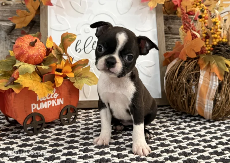 Paivi – Boston Terrier puppy for sale in Shipshewana, IN