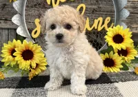 Griffith, a male Bichon Frise and Poodle - Toy  for sale in Shipshewana, IN – 3 of 6